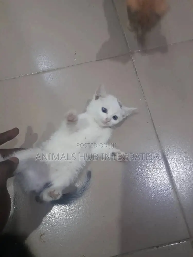 Veterinary Doctor in Ibadan
