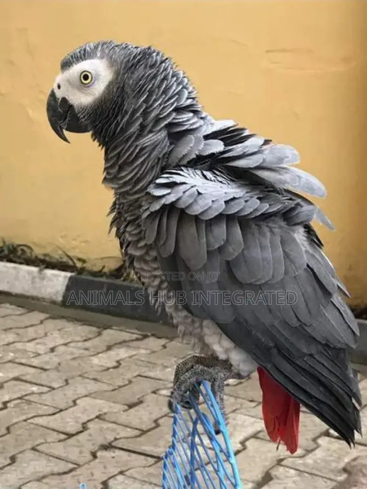 Veterinary Doctor in Ibadan