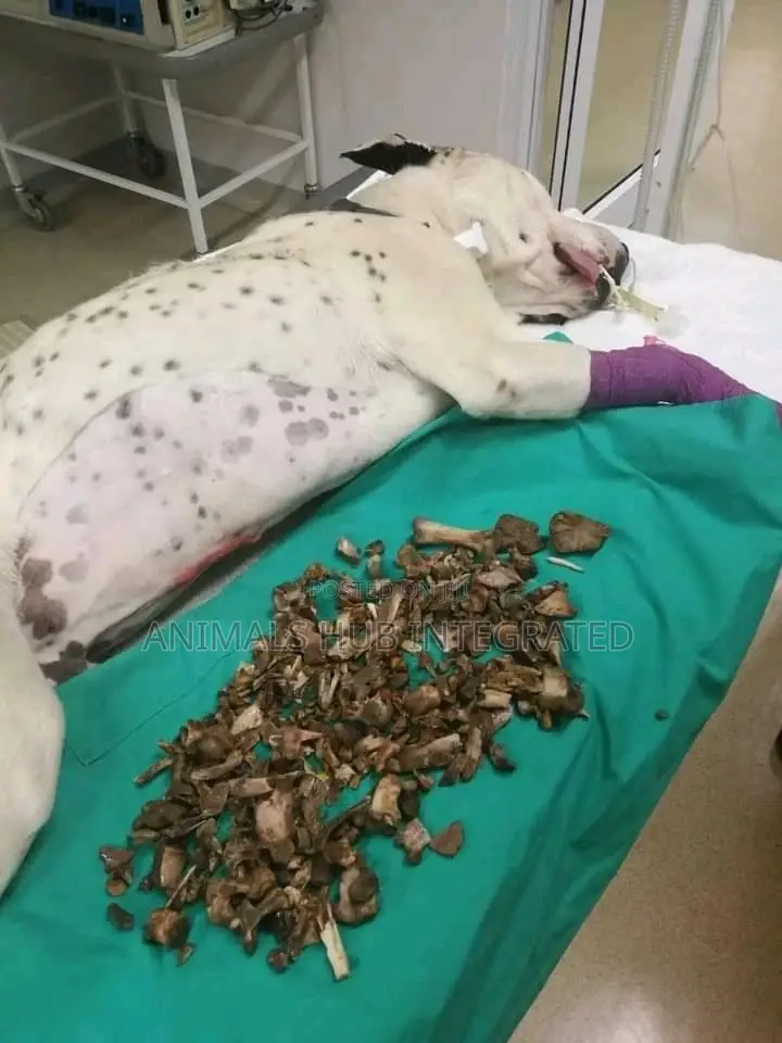 Veterinary Doctor in Ibadan