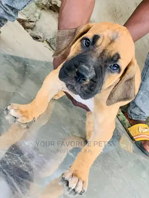 1-3 months Male Purebred Boerboel