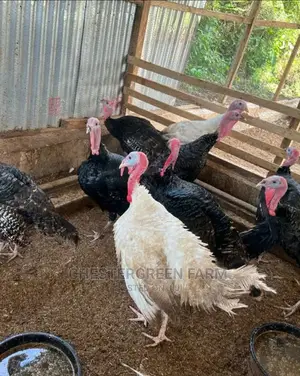 Matured Local Turkey for Sale