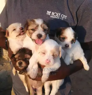 1-3 months Female Purebred Lhasa Apso