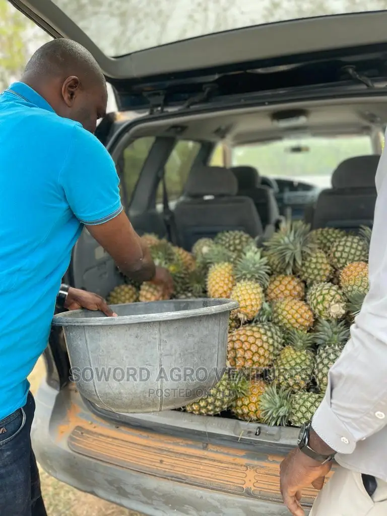 High Yielding Pineapple Suckers