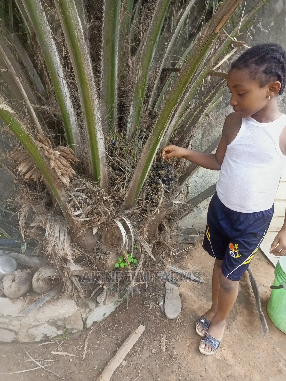 Dwarf Agric.Hybrid Palm Tree.