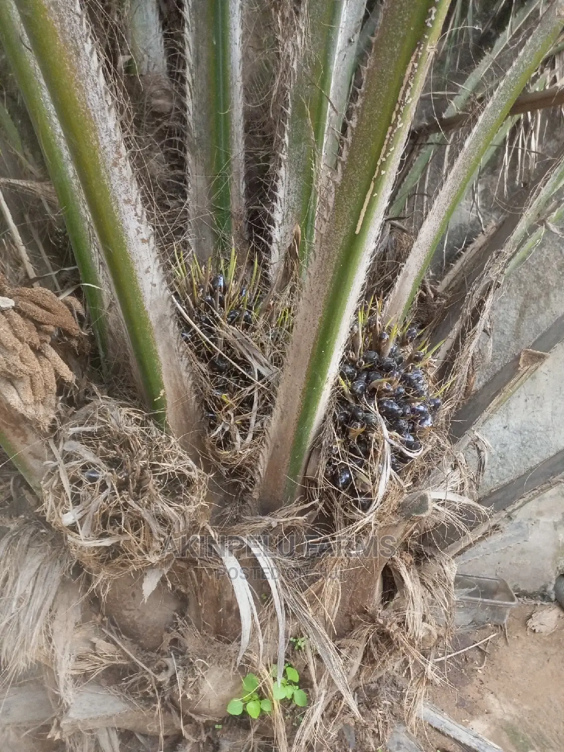 Dwarf Agric.Hybrid Palm Tree.
