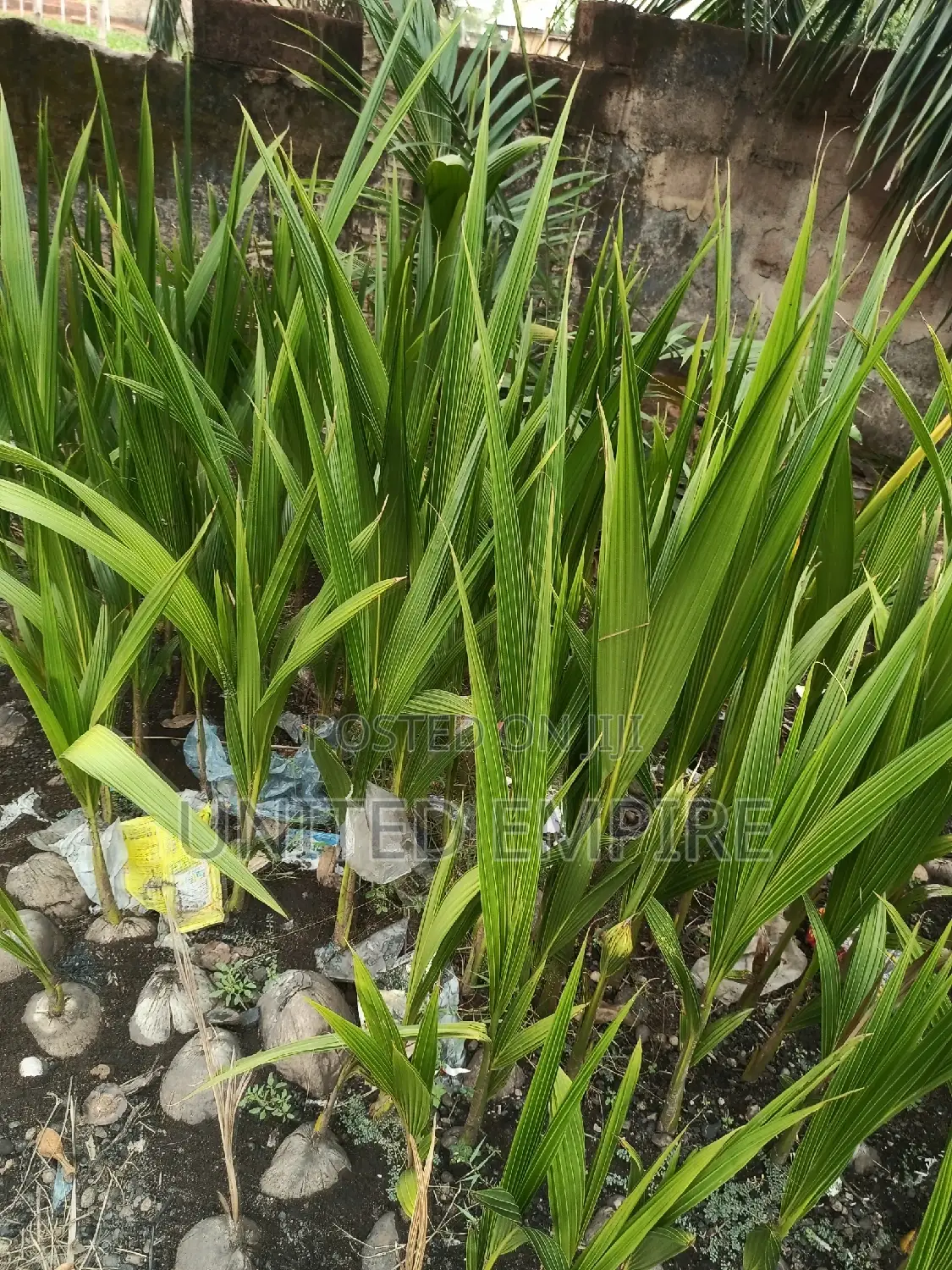 Hybrid Dwarf Coconuts