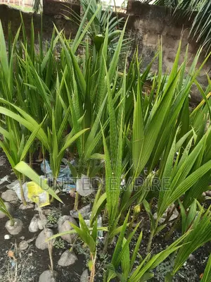 Hybrid Dwarf Coconuts
