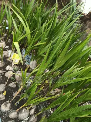 Hybrid Dwarf Coconuts