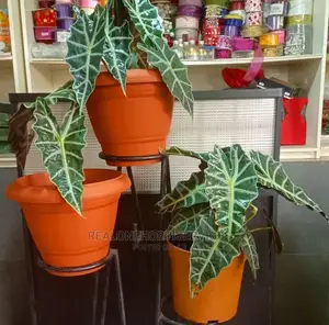 African Mask Plant