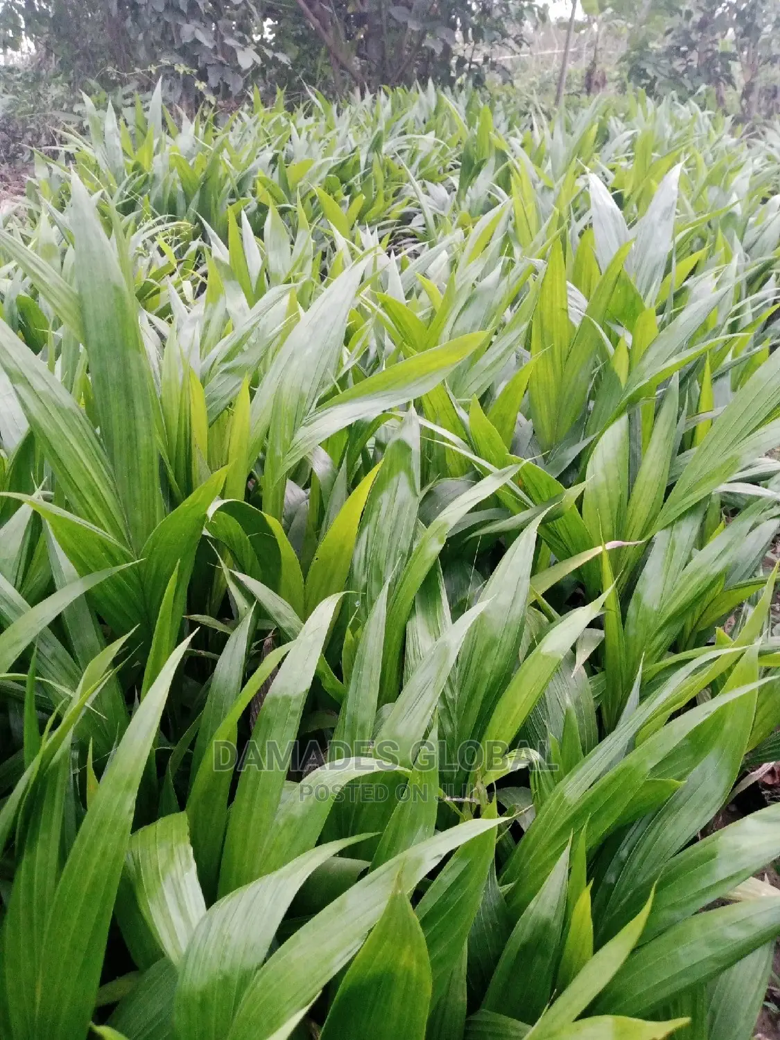 Tenera Oil Palm Seedling