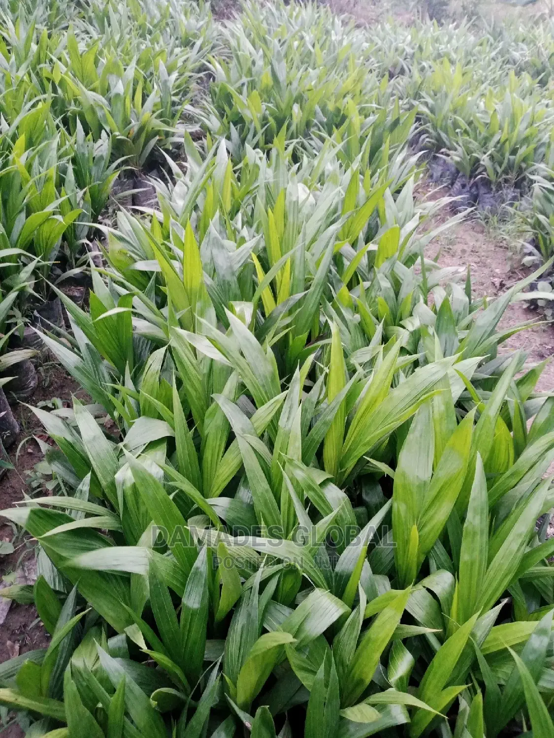 Tenera Oil Palm Seedling