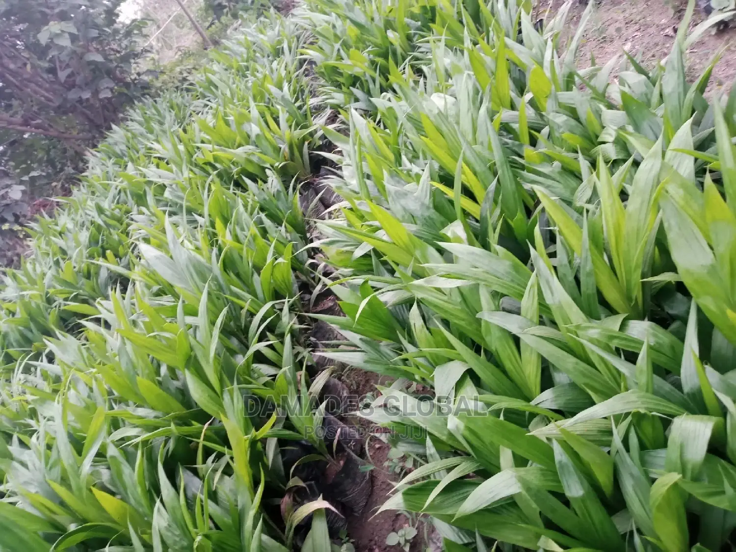 Tenera Oil Palm Seedling
