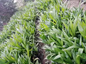 Tenera Oil Palm Seedling