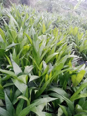 Tenera Oil Palm Seedling