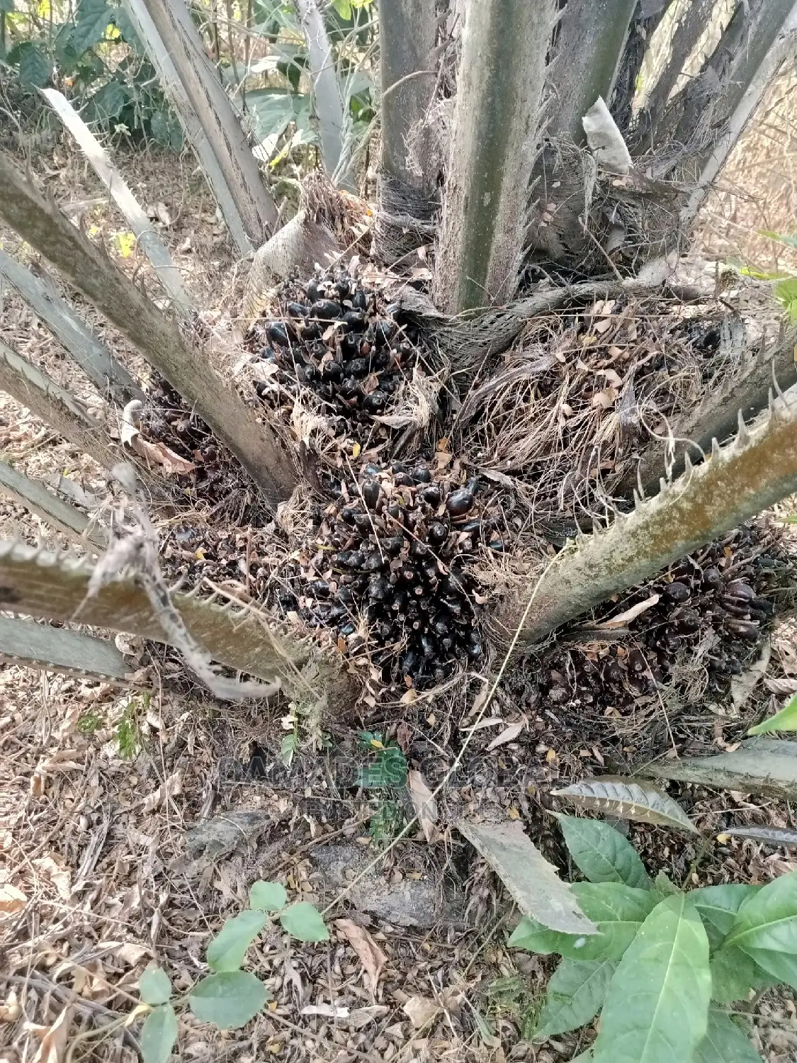 Tenera Oil Palm Seedling