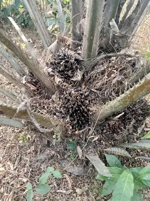 Tenera Oil Palm Seedling