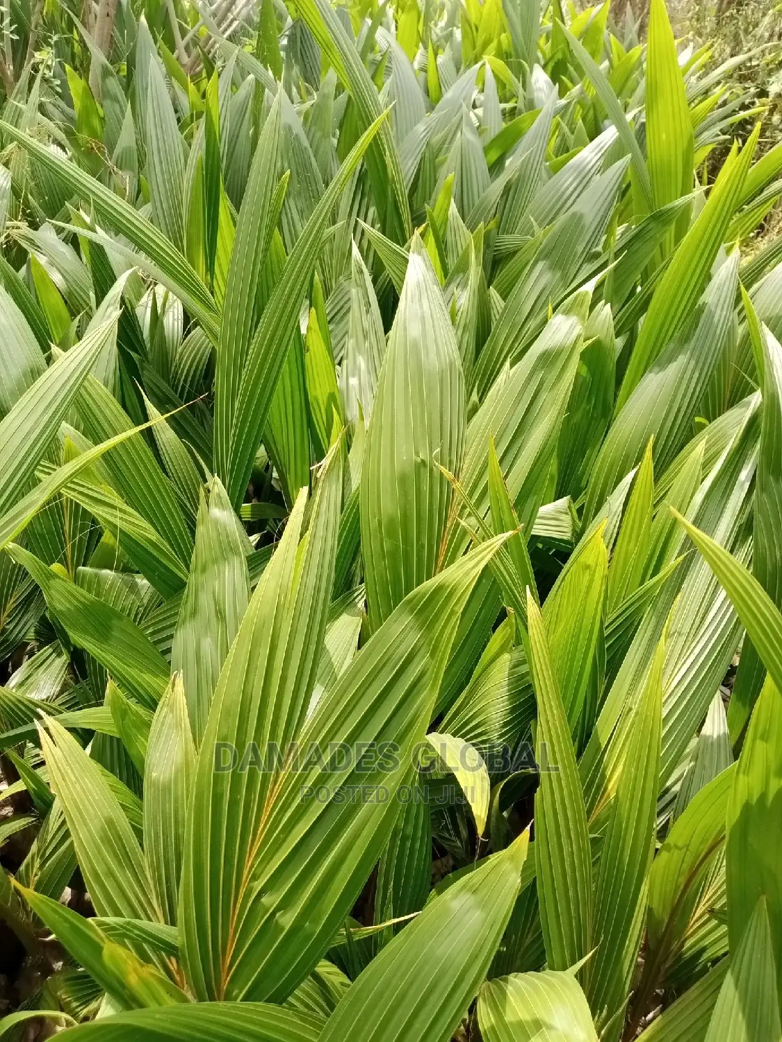 Coconut Seedlings (Dwarf and Hybrid)