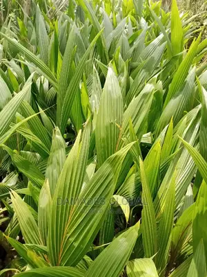 Coconut Seedlings (Dwarf and Hybrid)