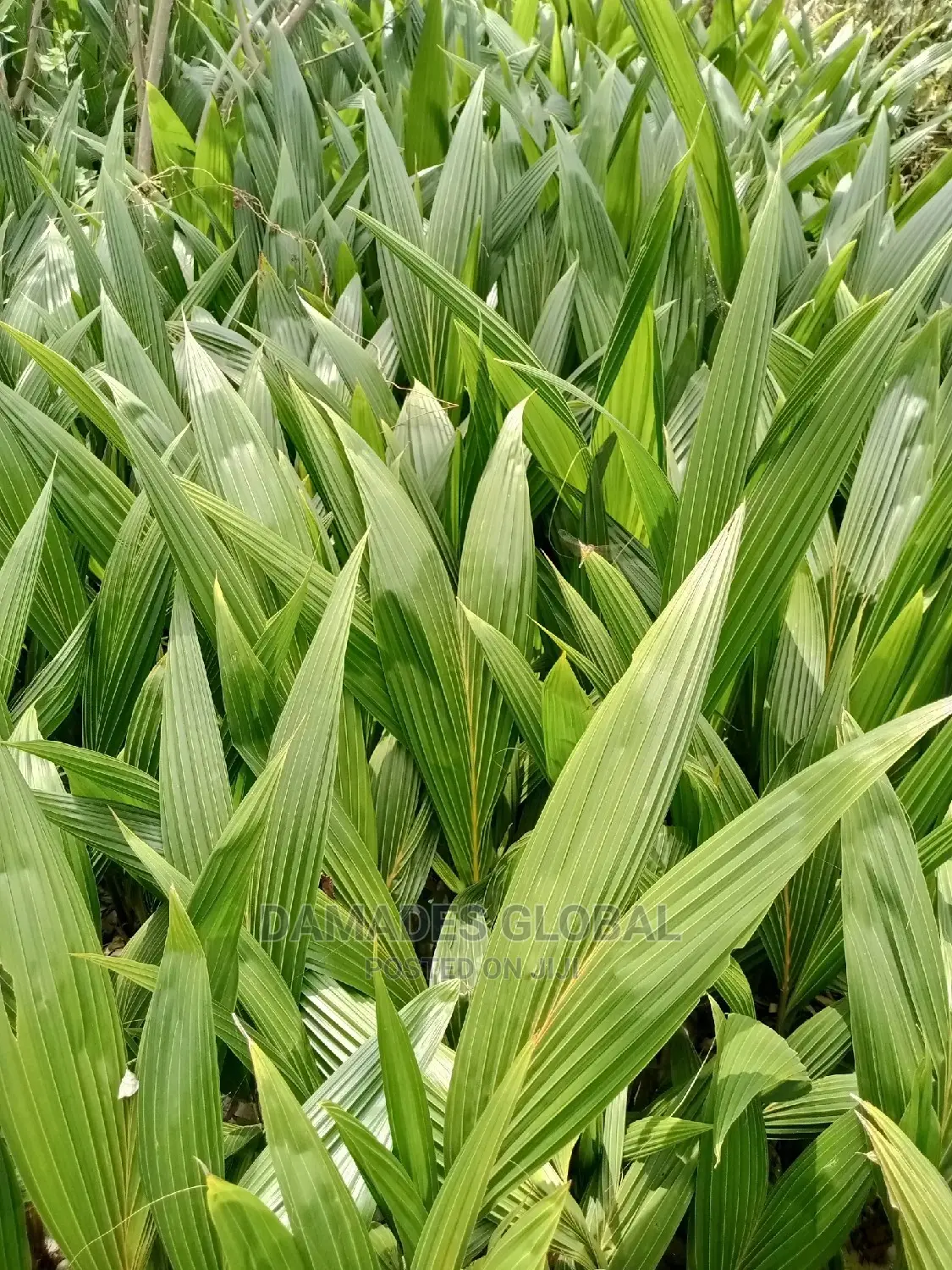Coconut Seedlings (Dwarf and Hybrid)
