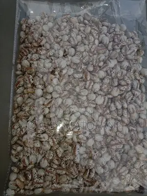 Castor Seeds/ Oil