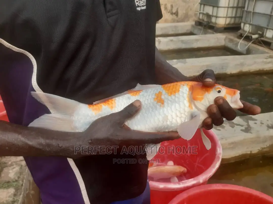Koi Fish 30cm