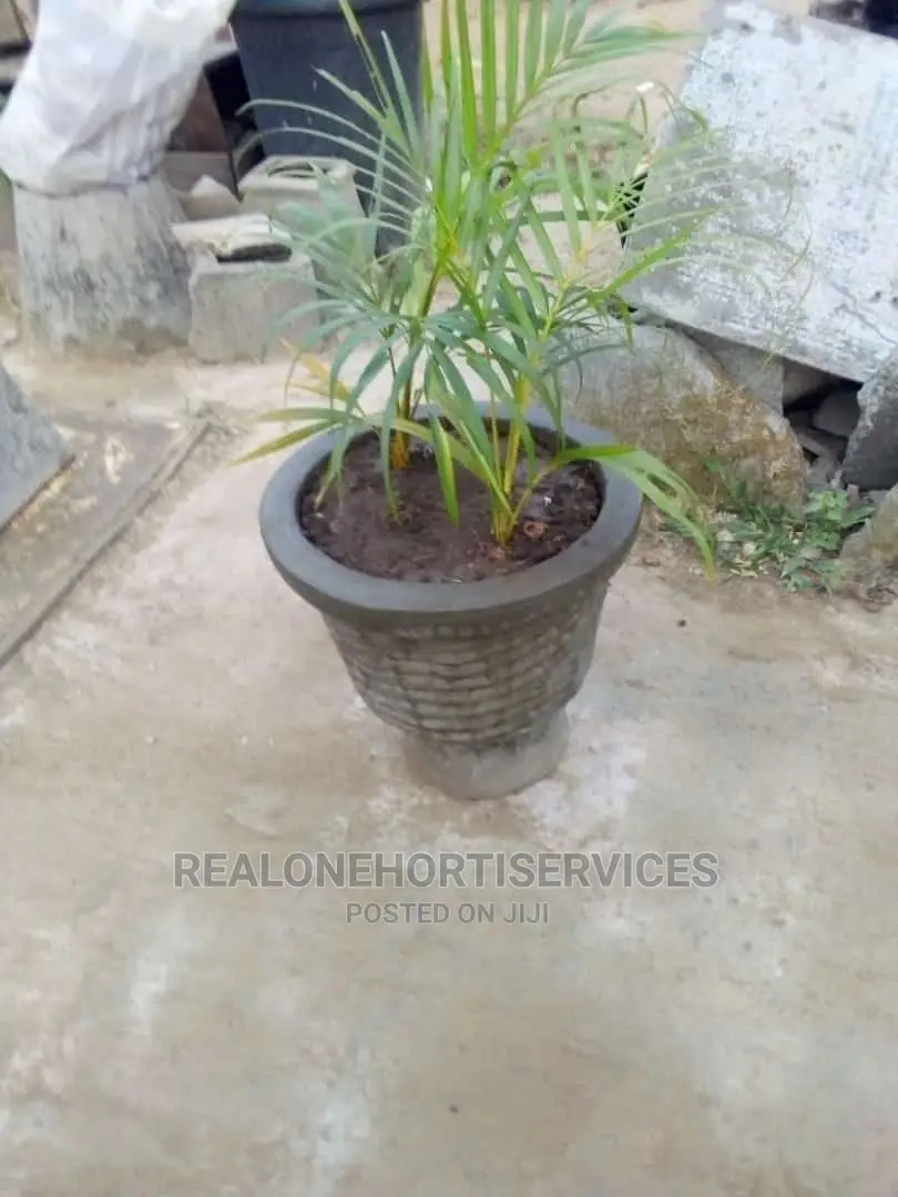 Durable Designed Concrete Planter