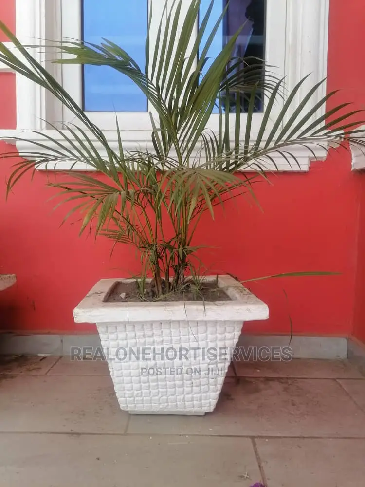 Durable Designed Concrete Planter