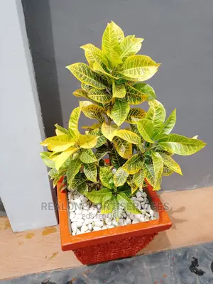 Durable Designed Concrete Planter