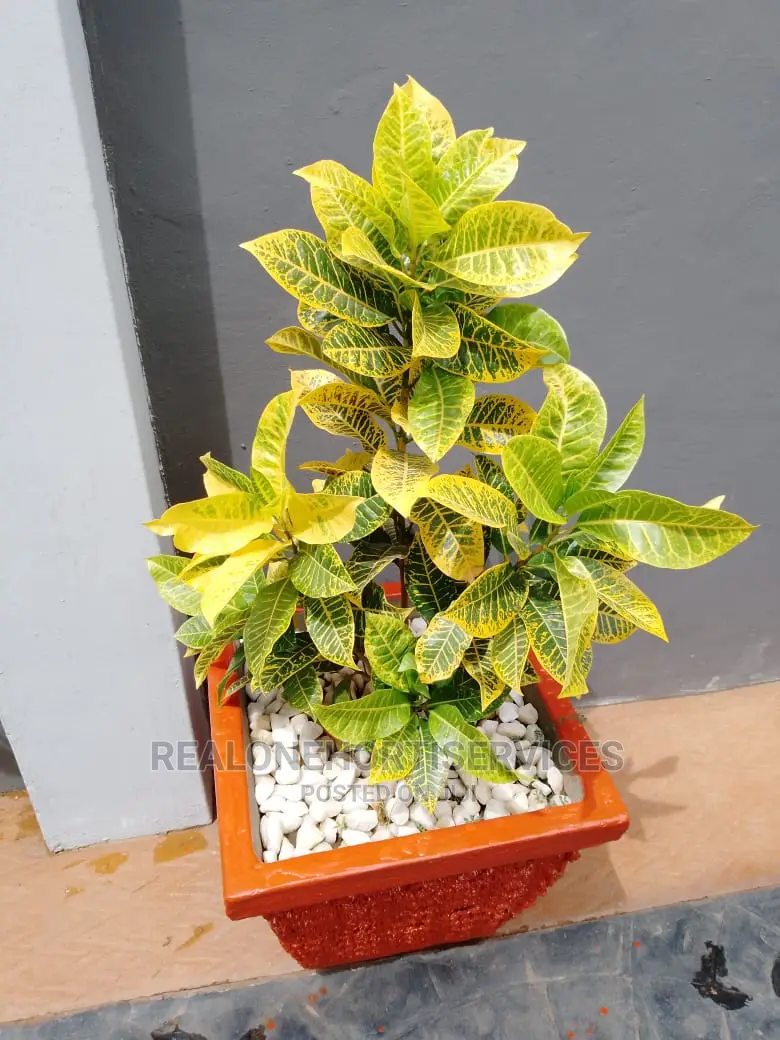 Durable Designed Concrete Planter