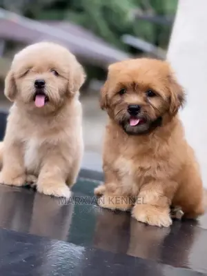 1-3 months Male Purebred Lhasa Apso
