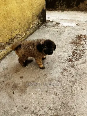 1-3 months Female Purebred Caucasian Shepherd