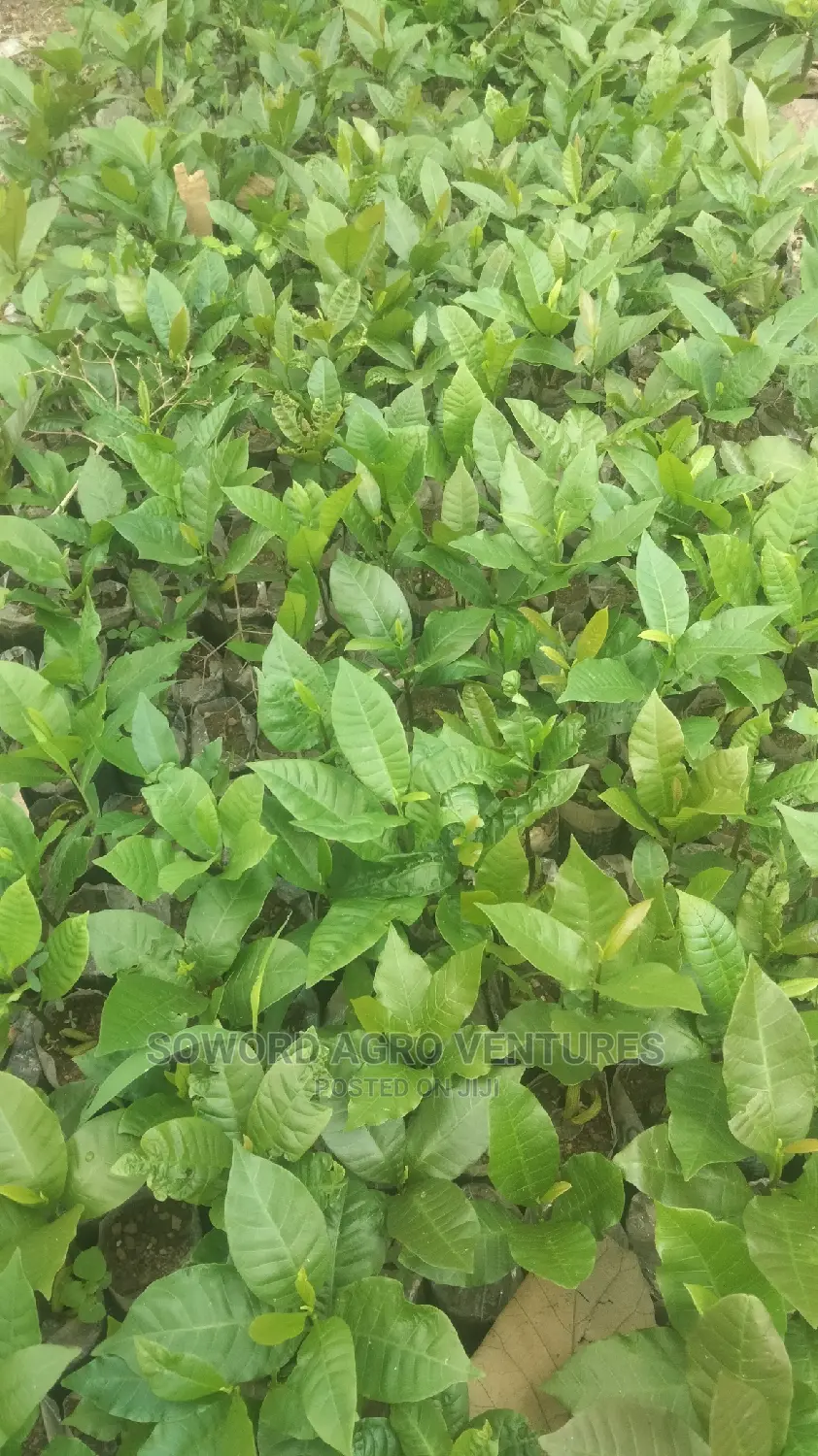 Hybrid Jumbo Cashew Seedlings