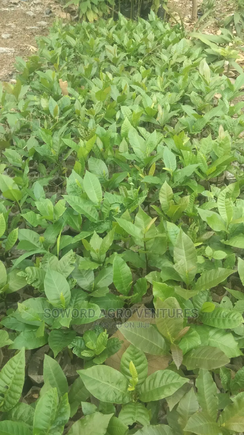 Hybrid Jumbo Cashew Seedlings