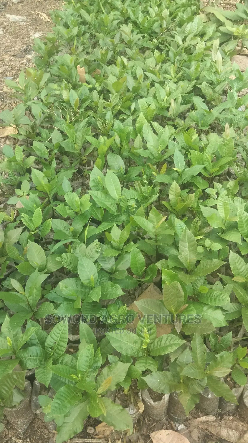 Hybrid Jumbo Cashew Seedlings