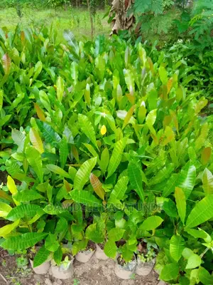 Cashews Seedlings
