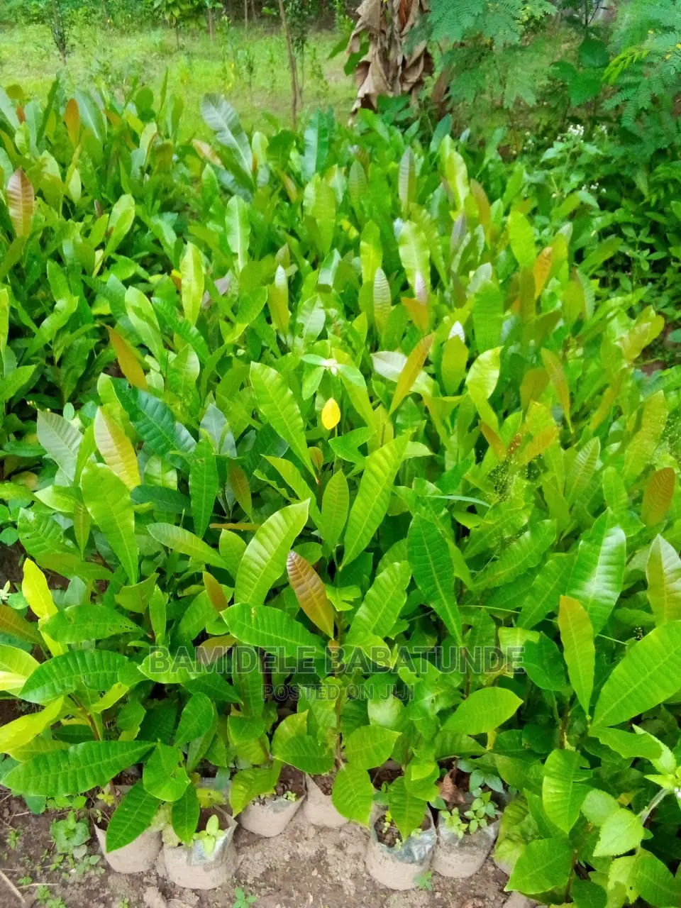 Cashews Seedlings