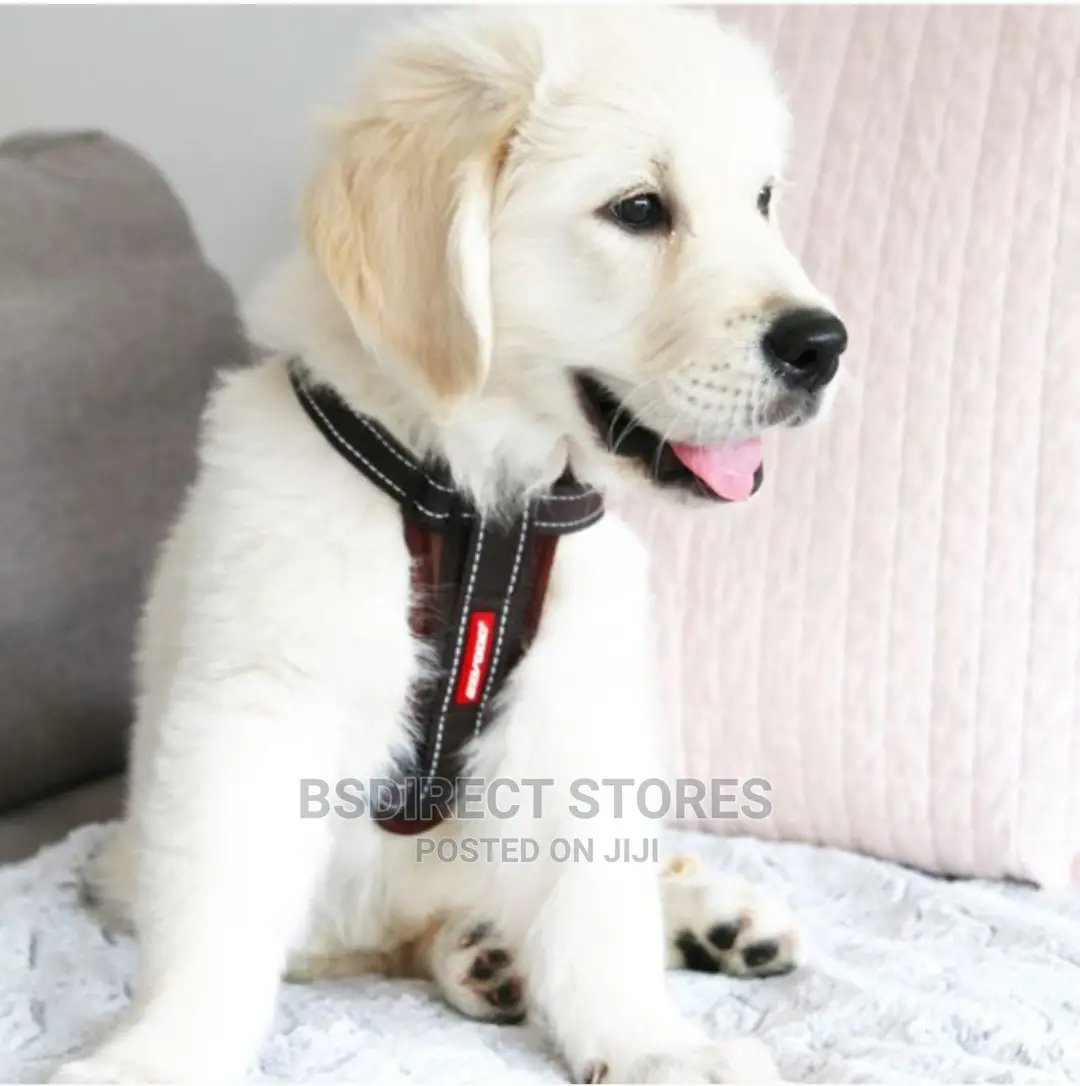 Ezydog BLACK SMALL Chest Plate Harness + Car Seat Restraint