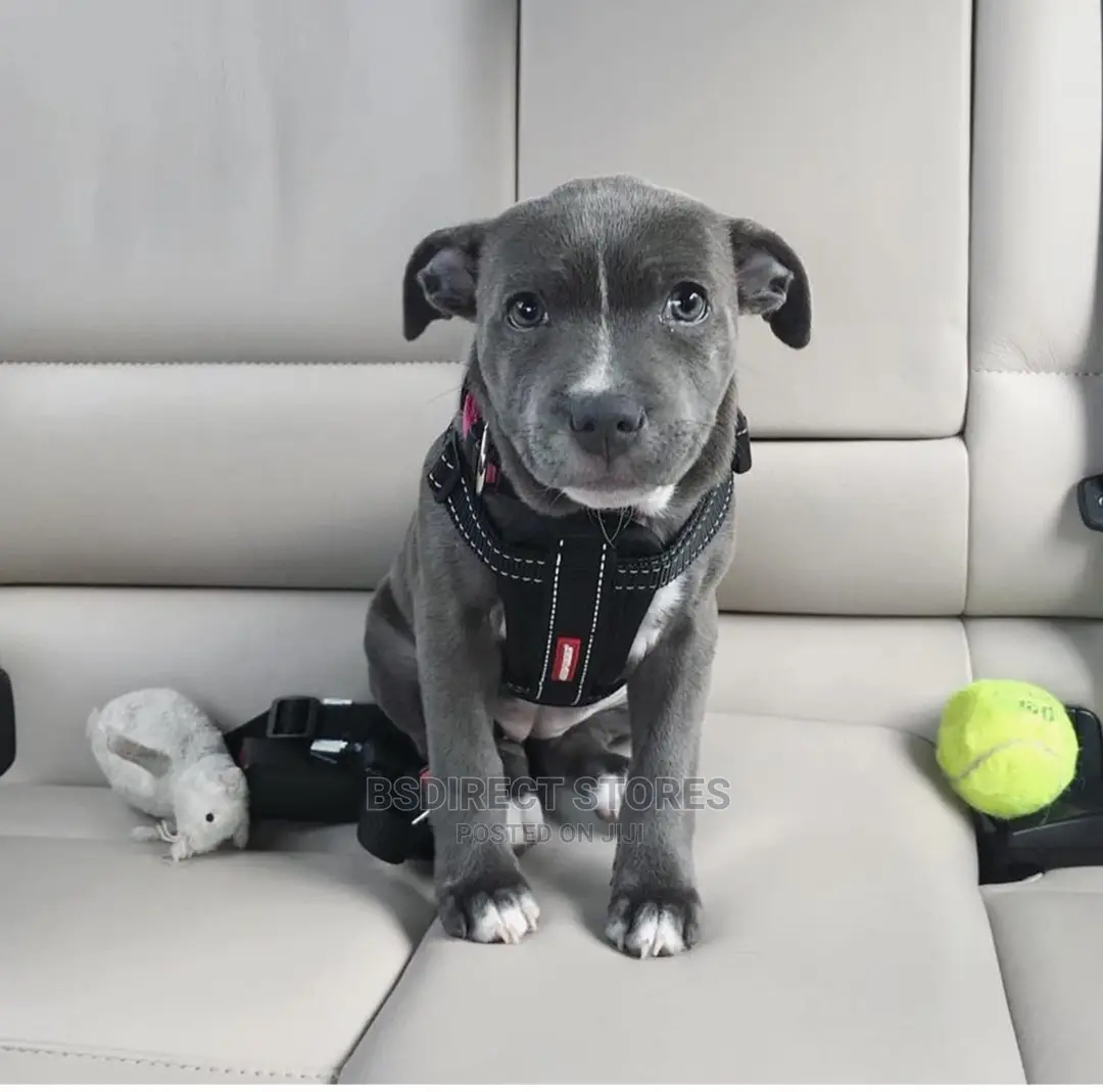 Ezydog BLACK SMALL Chest Plate Harness + Car Seat Restraint
