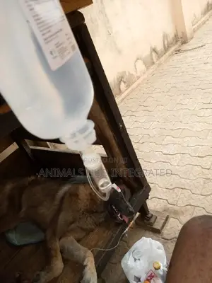 Veterinary Services (Vet Doctor)