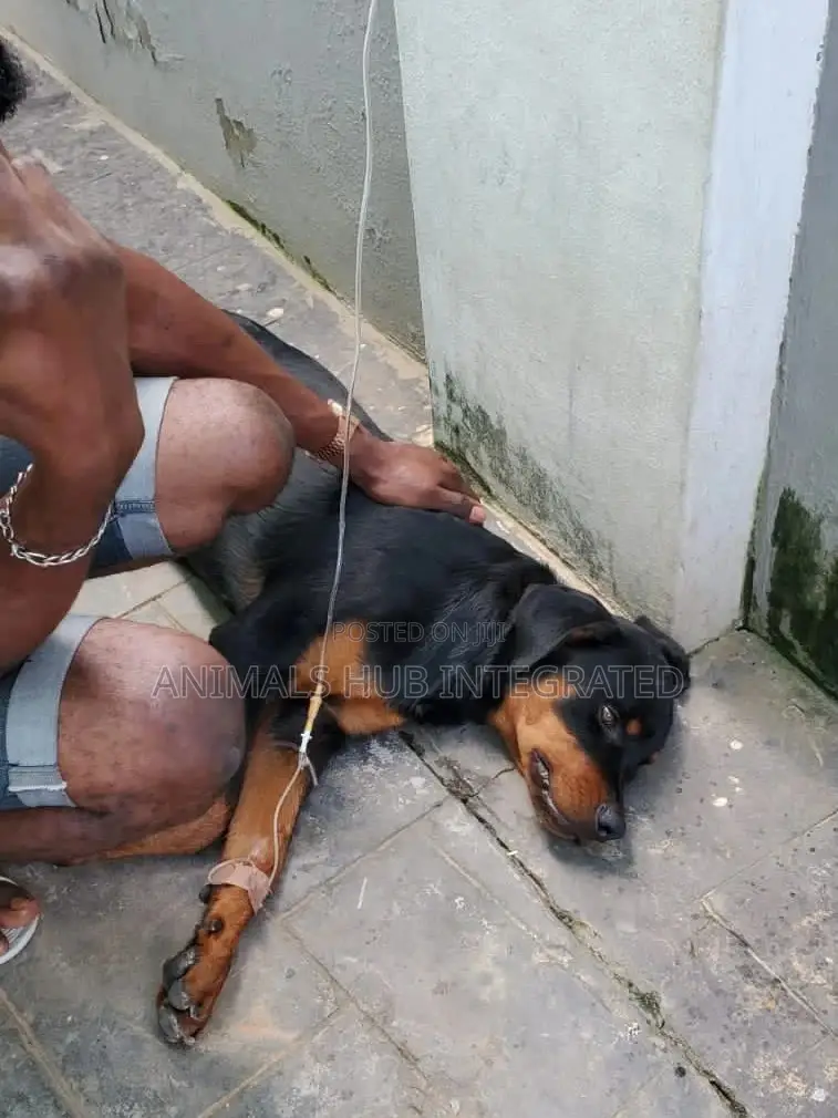 Veterinary Doctor in Ibadan
