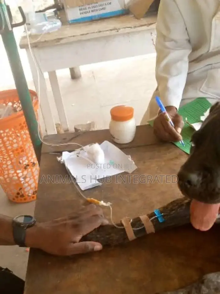 Veterinary Doctor in Ibadan