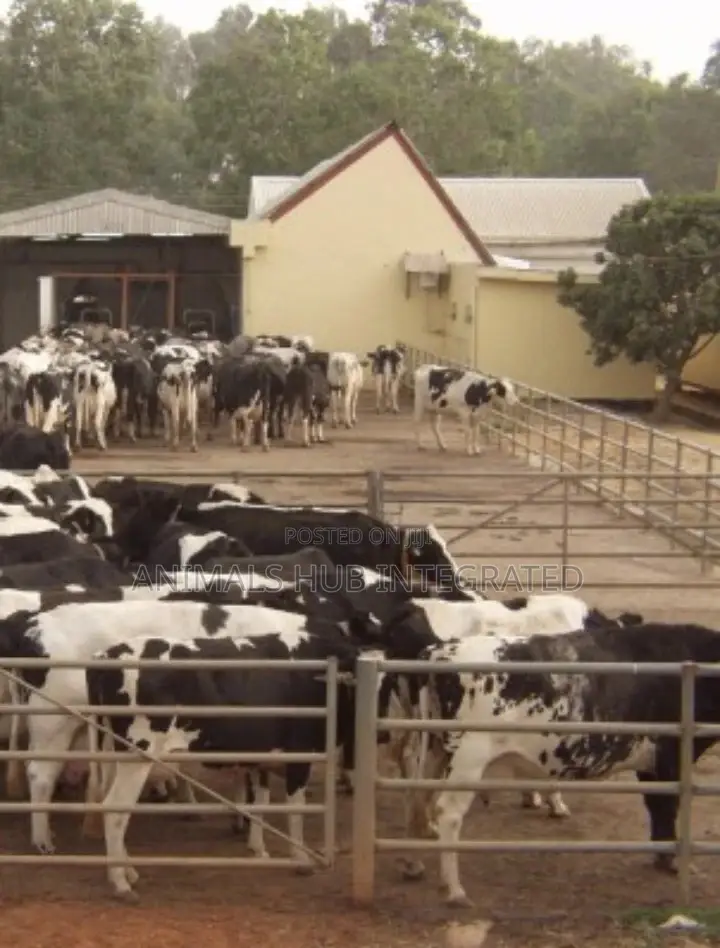Veterinary Doctor in Ibadan