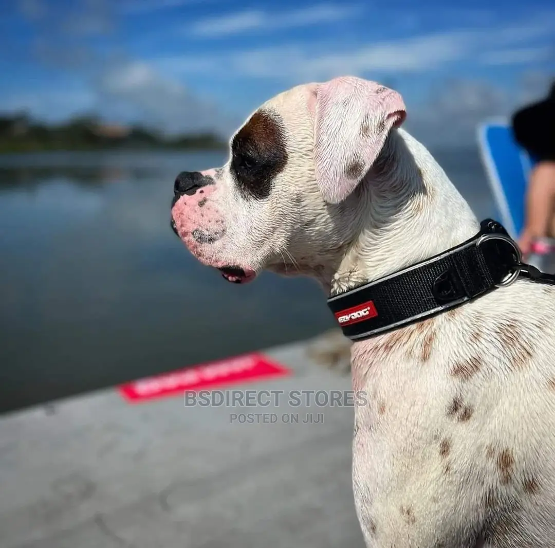 Ezydog LARGE BLACK Neo Classic Collar Strong Reflective