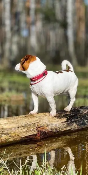 Ezydog RED SMALL Neo Classic Collar Strong Reflective