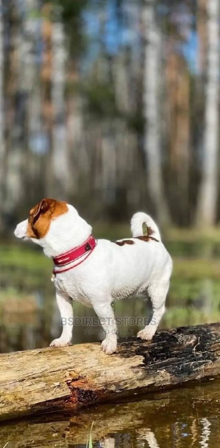 Ezydog RED SMALL Neo Classic Collar Strong Reflective