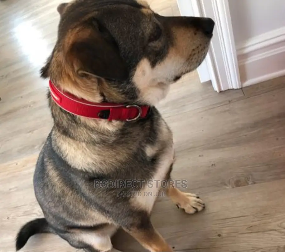 Ezydog LARGE RED Neo Classic Collar Strong Reflective
