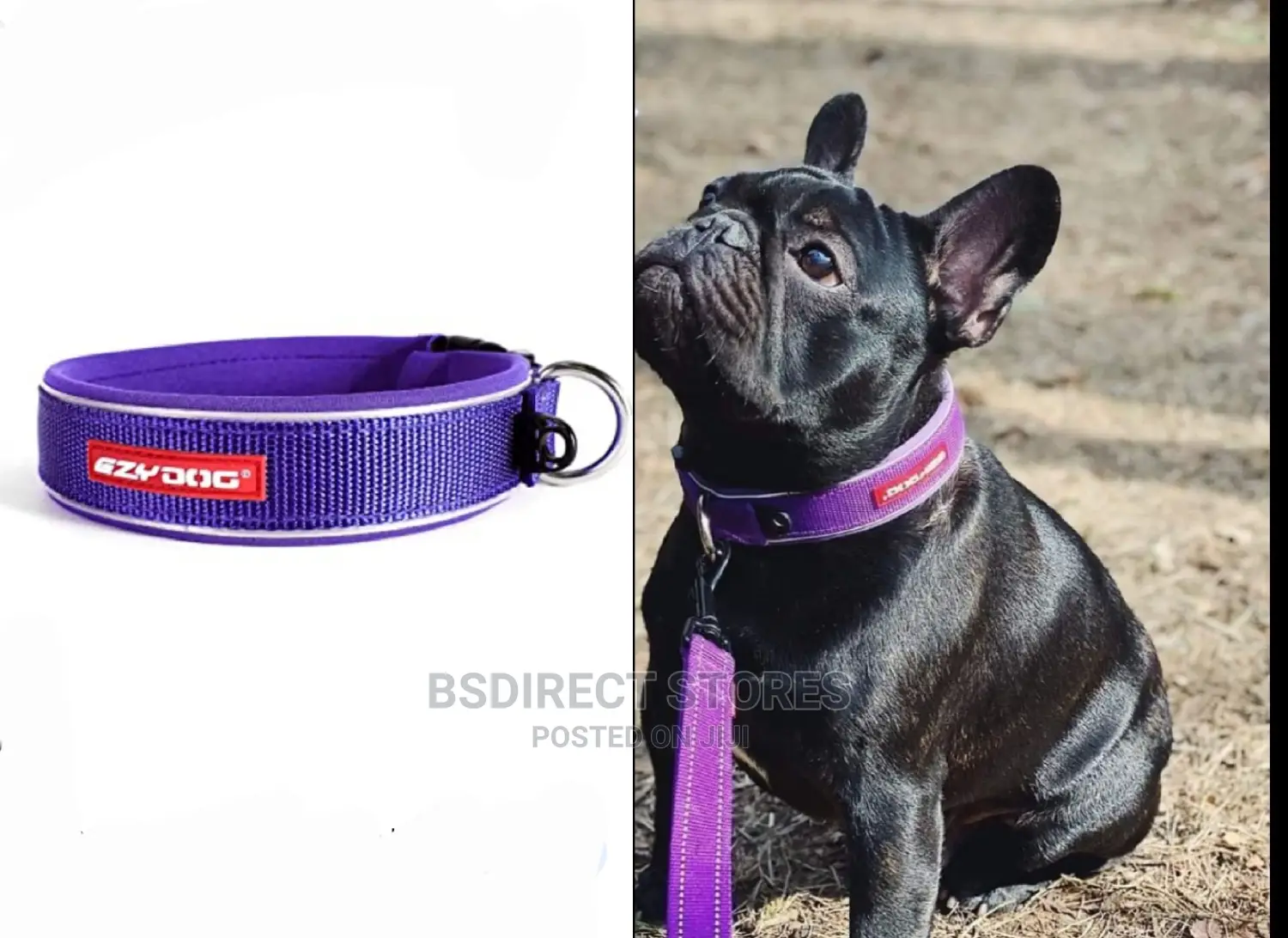 Ezydog PURPLE MEDIUM Neodog Classic Collar Strong Reflective
