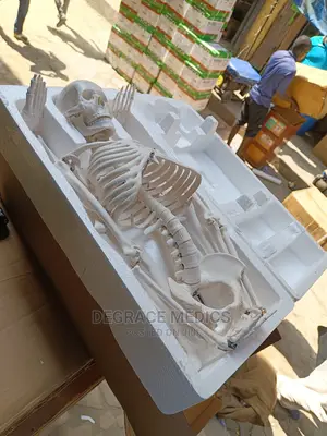 Medium Skeleton