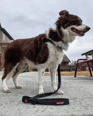 Ezydog BLACK ZERO SHOCK 25" Leash Shock Absorbing Dog Leash