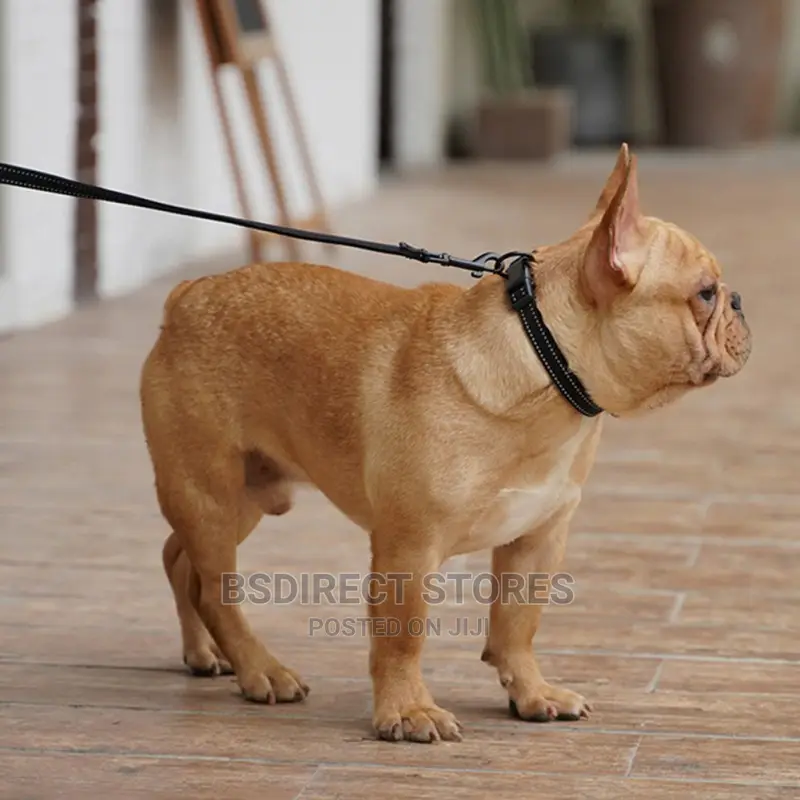 Ezydog BLACK ZERO SHOCK 25" Leash Shock Absorbing Dog Leash